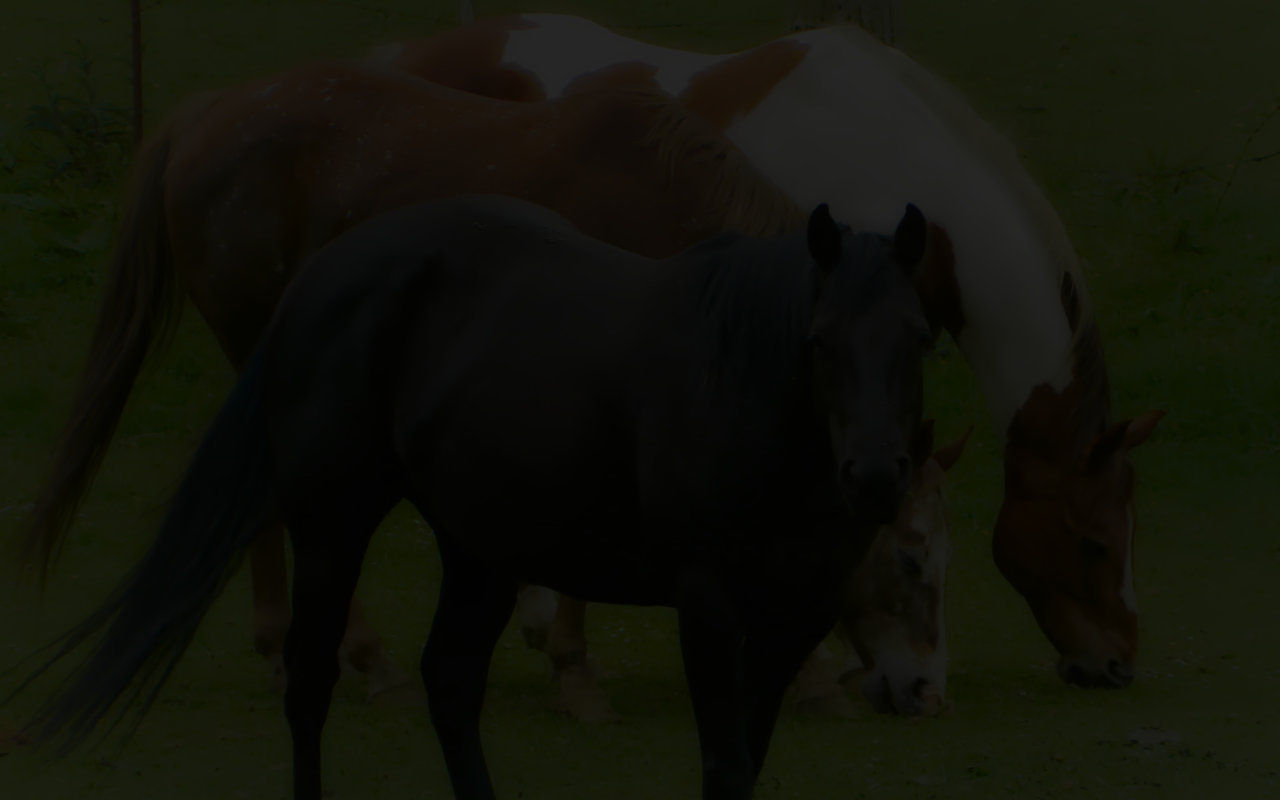 Bg Horses For Sale