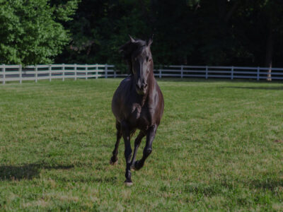 Equestrian Services