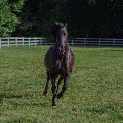 Equestrian Services