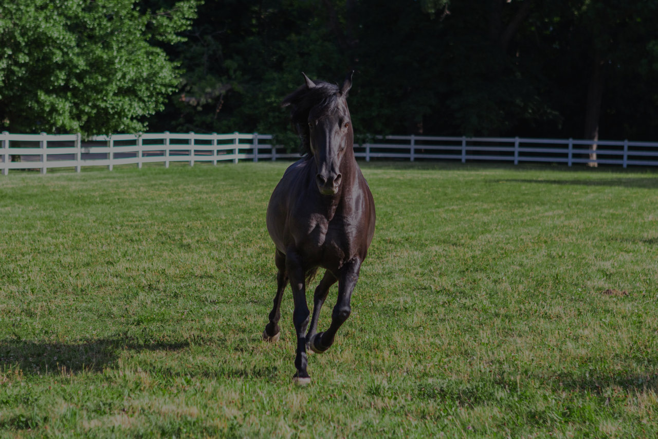 Equestrian Services